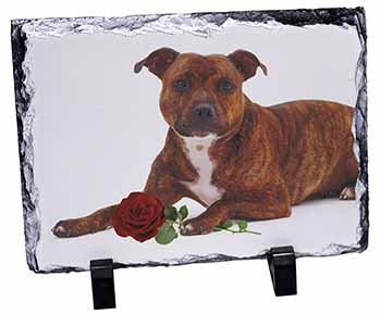 Staffie with Red Rose, Stunning Photo Slate