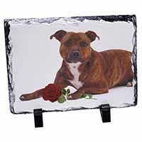 Staffie with Red Rose, Stunning Photo Slate