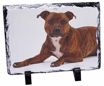 Staffordshire Bull Terrier Dog, Stunning Photo Slate