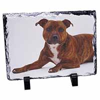 Staffordshire Bull Terrier Dog, Stunning Photo Slate