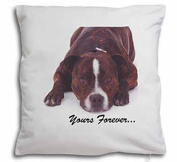 Staff Bull Terrier 