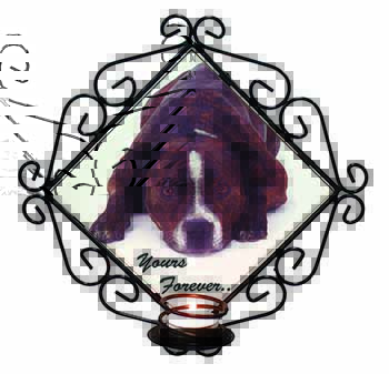 Staff Bull Terrier 