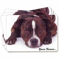 Staff Bull Terrier 