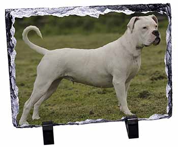 American Staffordshire Bull Terrier Dog, Stunning Photo Slate