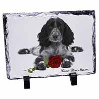 Cocker Spaniel+Rose 