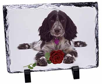 Blue Roan Cocker Spaniel with Rose, Stunning Photo Slate