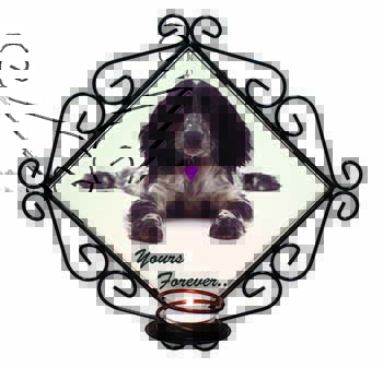 Blue Roan Cocker Spaniel 