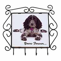 Blue Roan Cocker Spaniel 