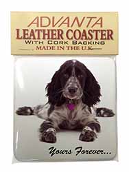 Blue Roan Cocker Spaniel 