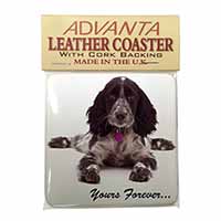 Blue Roan Cocker Spaniel 