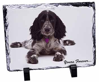 Blue Roan Cocker Spaniel 