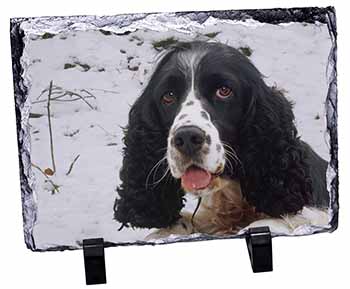 Blue Roan (Black+White) Cocker Spaniel, Stunning Photo Slate