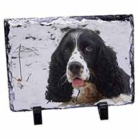 Blue Roan (Black+White) Cocker Spaniel, Stunning Photo Slate