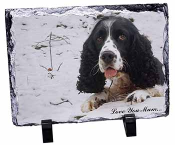 Cocker Spaniel 