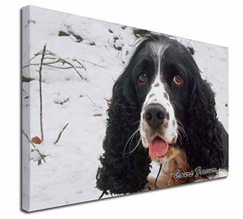 Cocker Spaniel in Snow 