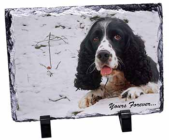 Cocker Spaniel in Snow 