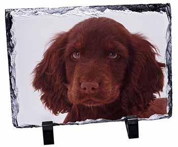 Chocolate Spaniel Puppy, Stunning Photo Slate