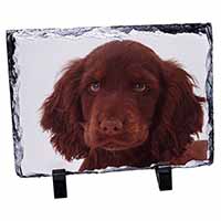 Chocolate Spaniel Puppy, Stunning Photo Slate