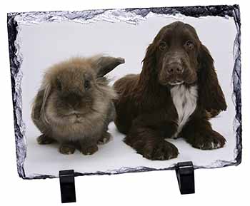 Cute Cocker Spaniel Dog and Rabbit, Stunning Photo Slate