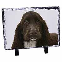 Chocolate Cocker Spaniel Dog, Stunning Photo Slate