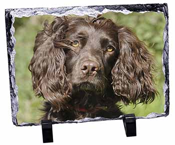 Chocolate Cocker Spaniel Dog, Stunning Photo Slate