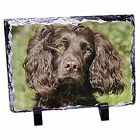 Chocolate Cocker Spaniel Dog, Stunning Photo Slate