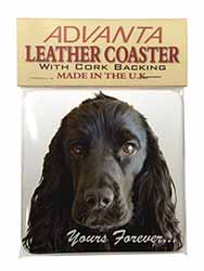 Cocker Spaniel 