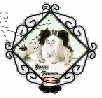 Dogs and Cat 