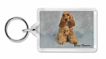 Apricot Cocker Spaniel 
