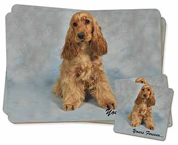 Apricot Cocker Spaniel 
