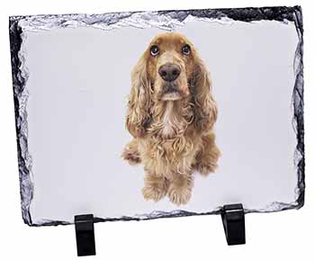 Cocker Spaniel Dog, Stunning Photo Slate