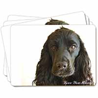 Black Cocker Spaniel 