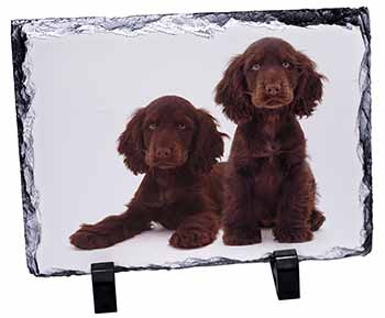 Chocolate Cocker Spaniel Dogs, Stunning Photo Slate