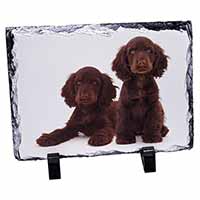 Chocolate Cocker Spaniel Dogs, Stunning Photo Slate