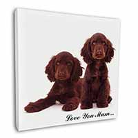 Chocolate Cocker Spaniels 