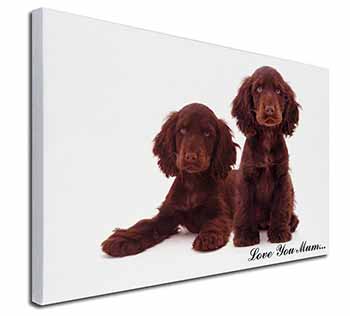 Chocolate Cocker Spaniels 