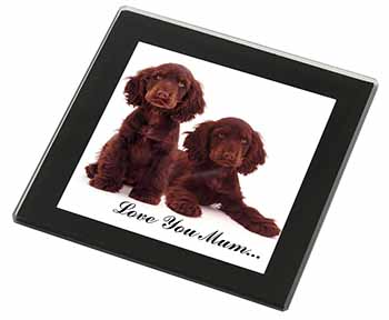 Chocolate Cocker Spaniels 