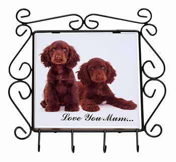 Chocolate Cocker Spaniels 