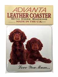 Chocolate Cocker Spaniels 