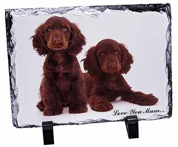 Chocolate Cocker Spaniels 