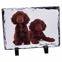 Chocolate Cocker Spaniels 