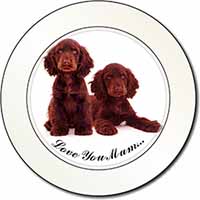 Chocolate Cocker Spaniels 