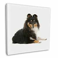 Tri-Col Sheltie Dog Square Canvas 12"x12" Wall Art Picture Print