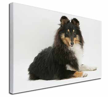 Tri-Col Sheltie Dog Canvas X-Large 30"x20" Wall Art Print
