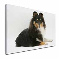 Tri-Col Sheltie Dog Canvas X-Large 30"x20" Wall Art Print