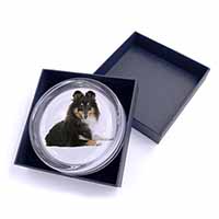 Tri-Col Sheltie Dog Glass Paperweight in Gift Box