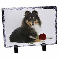 Tri-Col Sheltie with Red Rose, Stunning Photo Slate