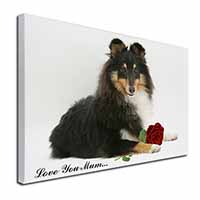 Sheltie+Rose 