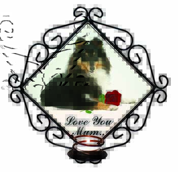 Sheltie+Rose 