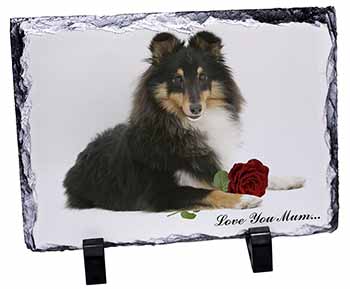 Sheltie+Rose 